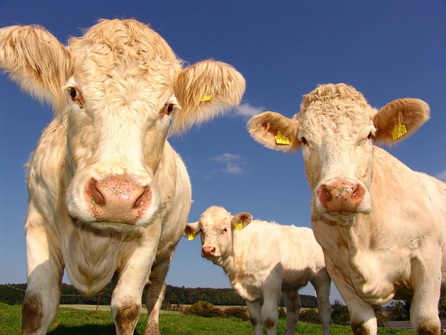 Cattle